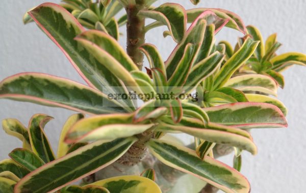 adenium-narrow-leave-nice-big-caudex-1-1