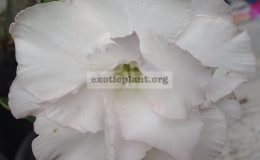adenium-new-Angle-White-23
