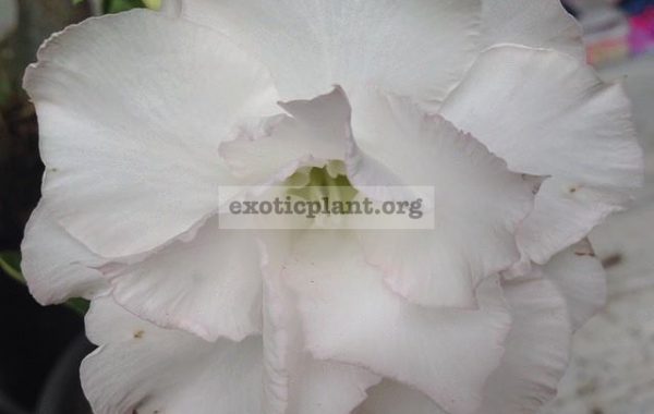 adenium-new-Angle-White-23