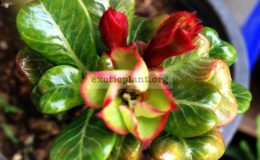 adenium-plastic-curve-leaves-syn-Stone-Leaves-