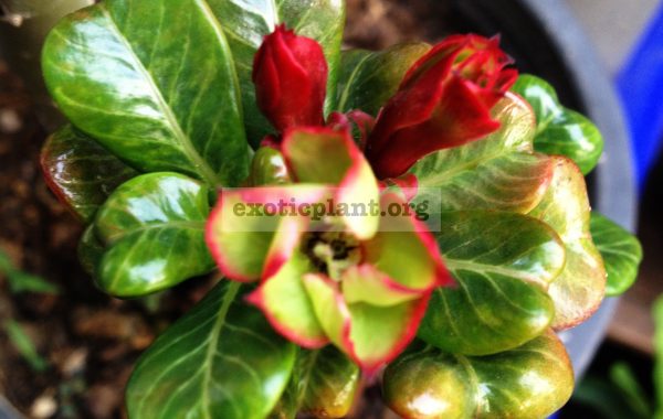 adenium-plastic-curve-leaves-syn-Stone-Leaves-