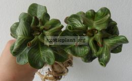 adenium-plastic-curve-leaves-syn-Stone-Leaves
