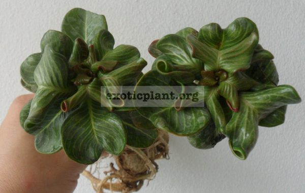 adenium-plastic-curve-leaves-syn-Stone-Leaves