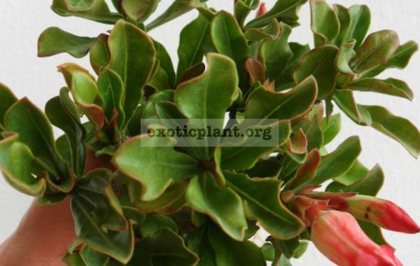 adenium-plastic-gold