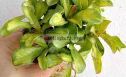 adenium-plastic-gold-variegated-