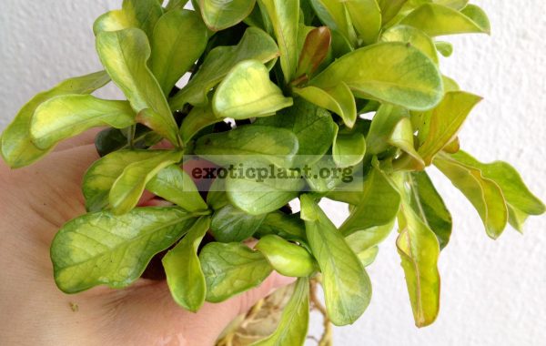 adenium-plastic-gold-variegated-