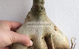 adenium-plastic-gold-variegated-big-and-nice-caudex
