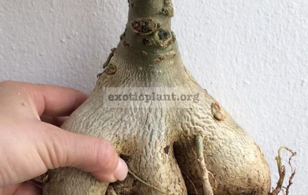 adenium-plastic-gold-variegated-big-and-nice-caudex