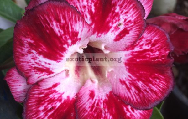 adenium-siam-aura-