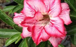 adenium-somalense-Amazon-30