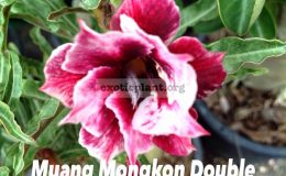 adenium-somalense-Muang-Mongol-double-850-Sakda-Double