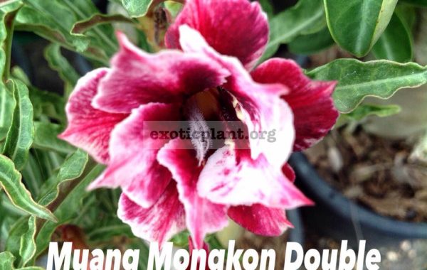 adenium-somalense-Muang-Mongol-double-850-Sakda-Double