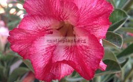 adenium-somalense-Orchid-30