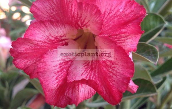 adenium-somalense-Orchid-30