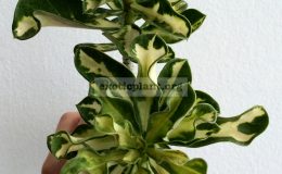 adenium-superba-