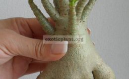 adenium-thai-socotranum-Diamond-Crown