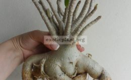 adenium-thai-socotranum-big-nice-caudex-3000-