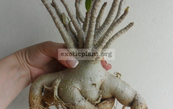 adenium-thai-socotranum-big-nice-caudex-3000-
