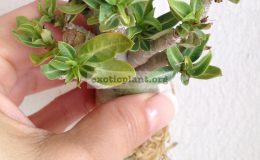 adenium-thai-socotranum-mini-1000-1-1