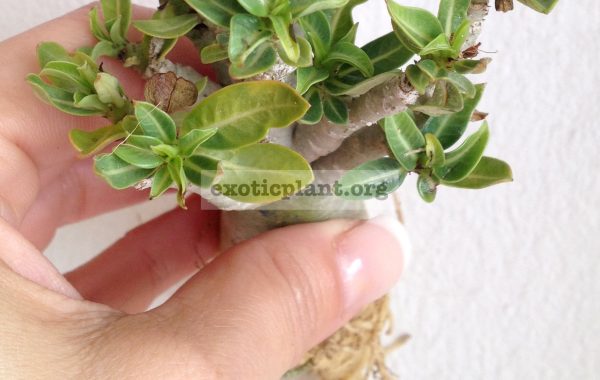 adenium-thai-socotranum-mini-1000-1-1
