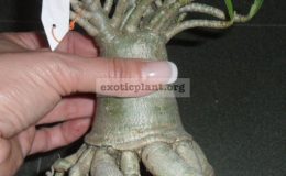 adenium-thai-socotranum-octopus-