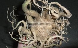 adenium-thai-socotranum-octopus-1-1