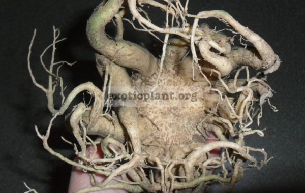 adenium-thai-socotranum-octopus-1-1