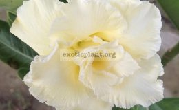 adenium-vanilla-gold