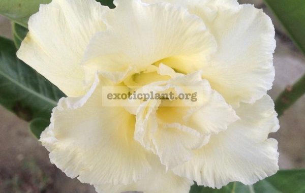 adenium-vanilla-gold