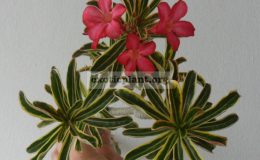 adenium-variegated-narrow-leave
