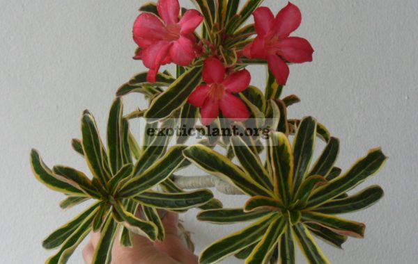 adenium-variegated-narrow-leave