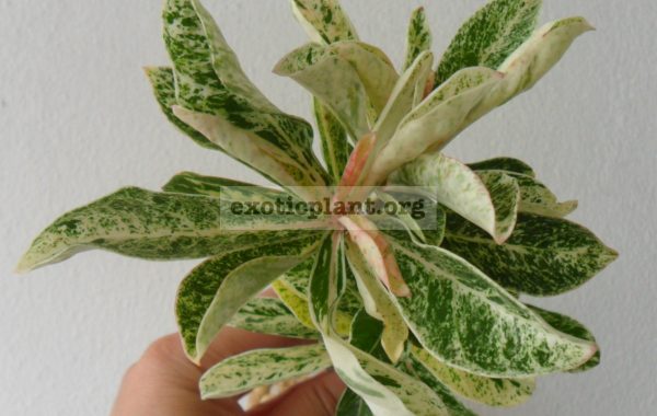 adenium-variegated-№1-750-pink-flower