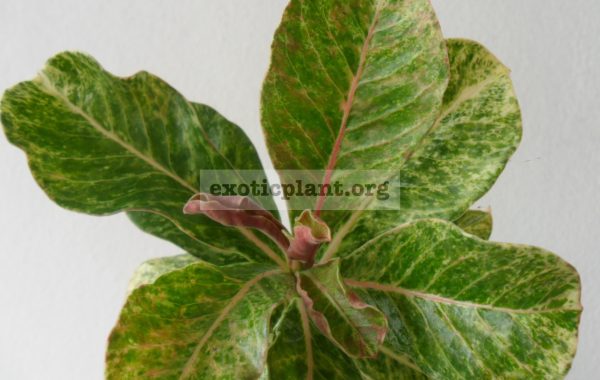 adenium-variegated-№2