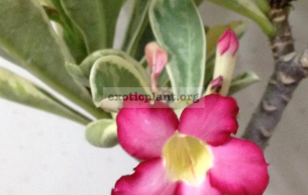 adenium-white-variegated-simple-pink-flower-
