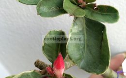 adenium-white-variegated-single-dark-purple-with-yellow-throat-20-