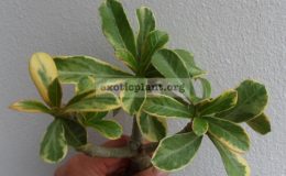 adenium-yellow-variegated-pink-flower-