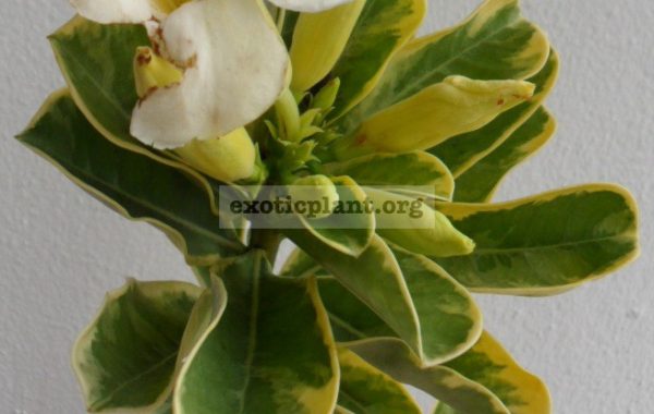 adenium-yellow-variegated-white-flower-