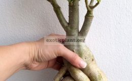 adenium-yellow-variegated-white-flowers-big-and-nice-caudex