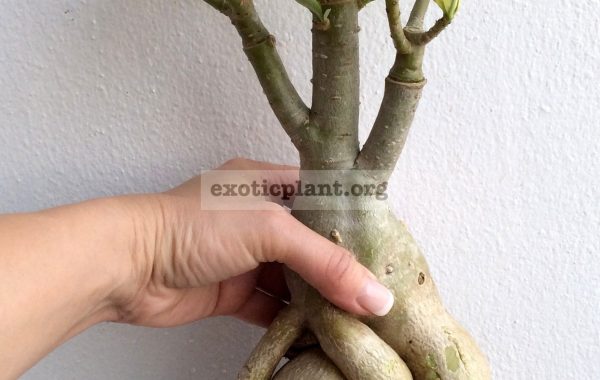 adenium-yellow-variegated-white-flowers-big-and-nice-caudex