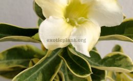 adenium-yellow-variegated-white-yellow-flower-900-