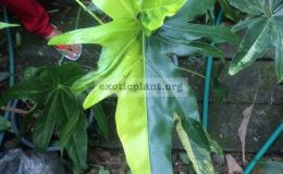 african-fantasy-variegated