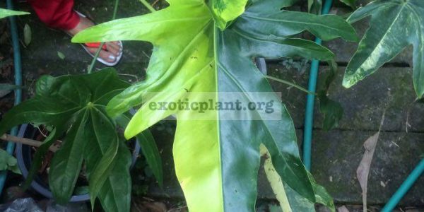 african-fantasy-variegated