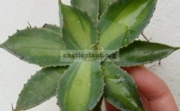 agave-potatorum-mediovariegated-60