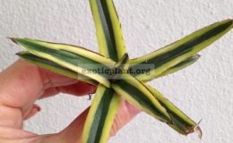 agave-victoria-reginae-Golden-50