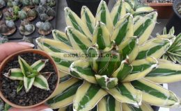 agave-victoria-reginae-cv-Kizan-small-size-45