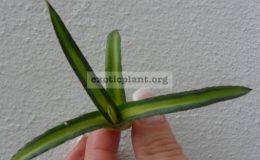 agave-victoria-reginae-yellow-medivariegated-40