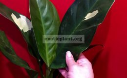 aglaonema-Best-Offer-40-