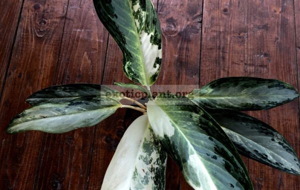 aglaonema-Blizzard-1