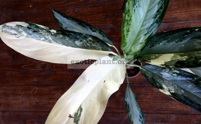 aglaonema-Blizzard-2-