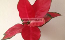 aglaonema-Chang-Deng-35